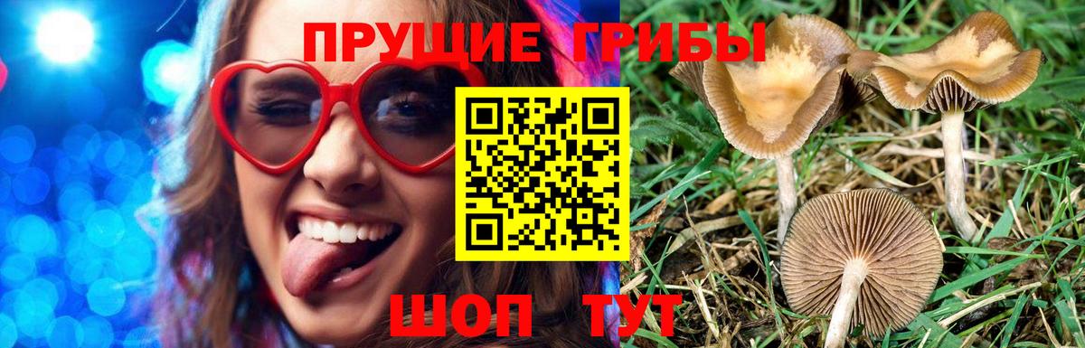 НБОМе Грозный
